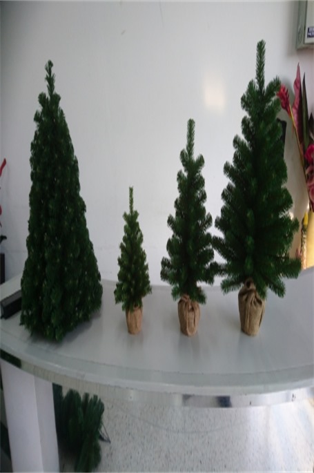 selection of baby trees including baby cone tree 
