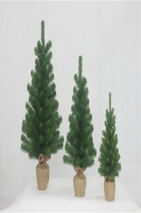 L to R 3ft,2ft,1ft baby trees