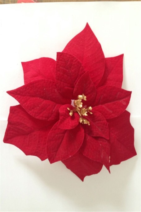 1 poinsettiared2  Thumbnail0