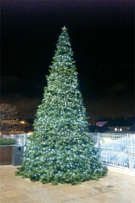 20ft giant tree in Dundrum