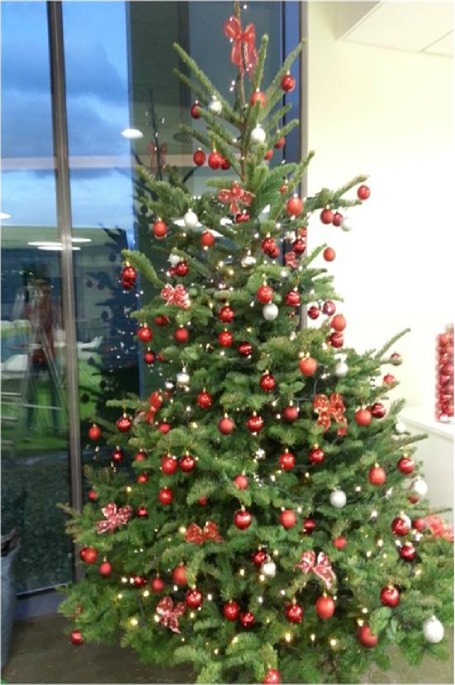 8ft Decorated noble Fir in red and gold