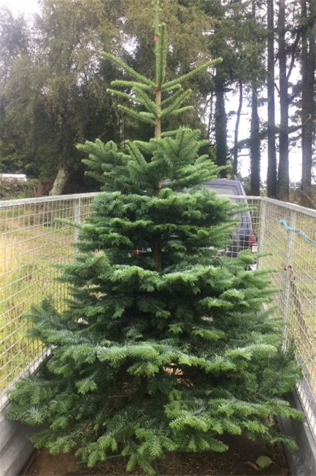 6-7ft nole Fir leavesanother satisfied customer