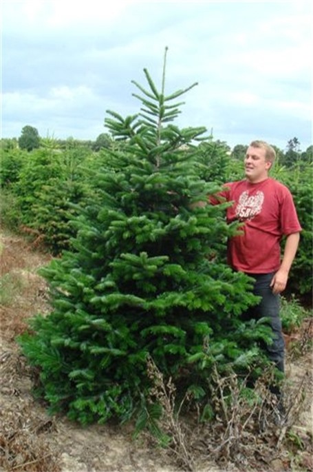 Nordmann fir 7.5ft