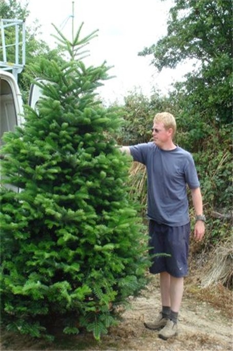 Nordmann Fir 8ft