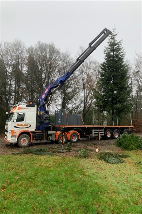 Giant tree being collected from the Plantation