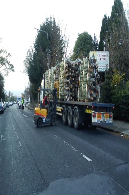 Christmas trees arriving to Milltown outlet