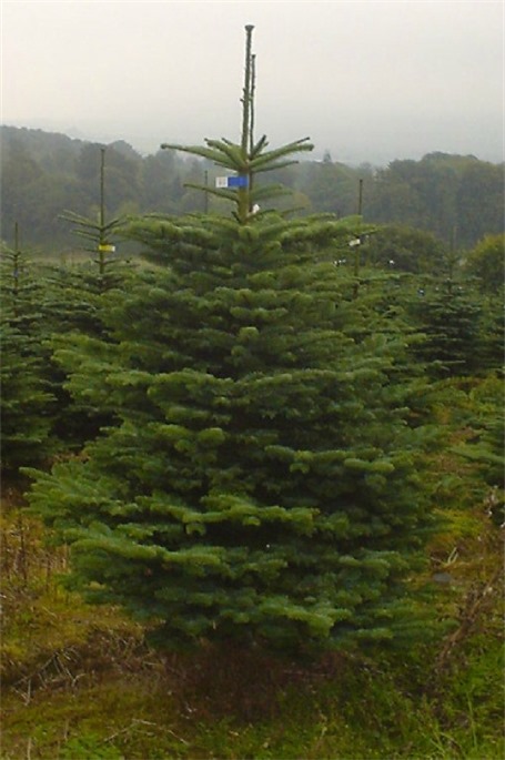 Noble fir in wexford Plantation.