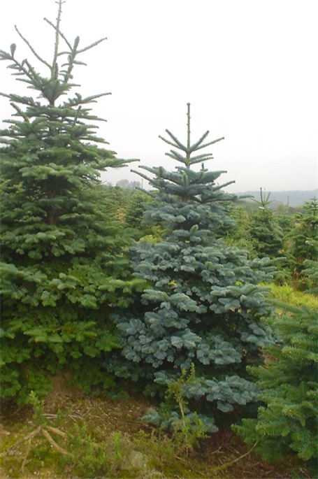 noble fir trees growing in our suppliers plantation in Wicklow.